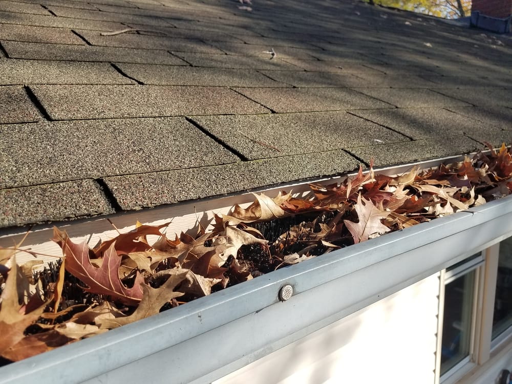 shingles and gutter with dry, brown leaves and black gutter guard pipe cleaner